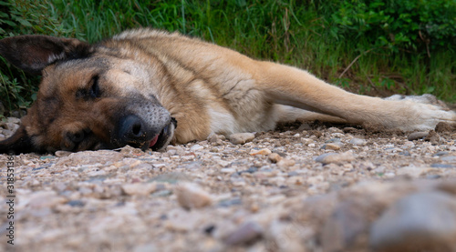 Canvas Print Bog city dog sleeps on a dusty road.
