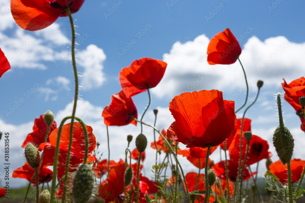 Obraz premium the poppies field