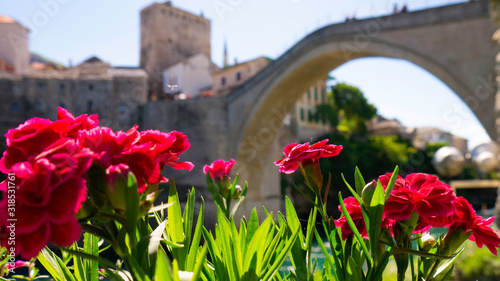 Carnation or clove pink. Species of Dianthus blooming in spring and a view of Mostar Old bridge in the background.