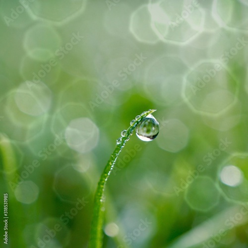 raindrops on the green grass in rainy days, green and bright background