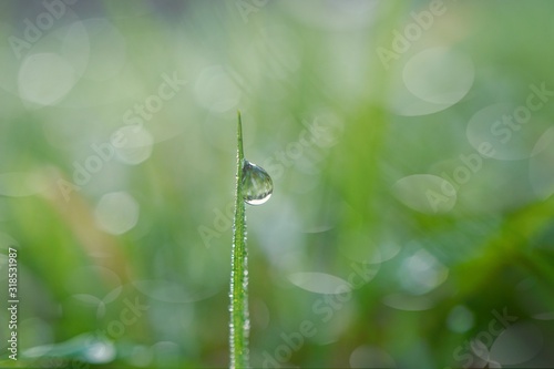 raindrops on the green grass in rainy days, green and bright background