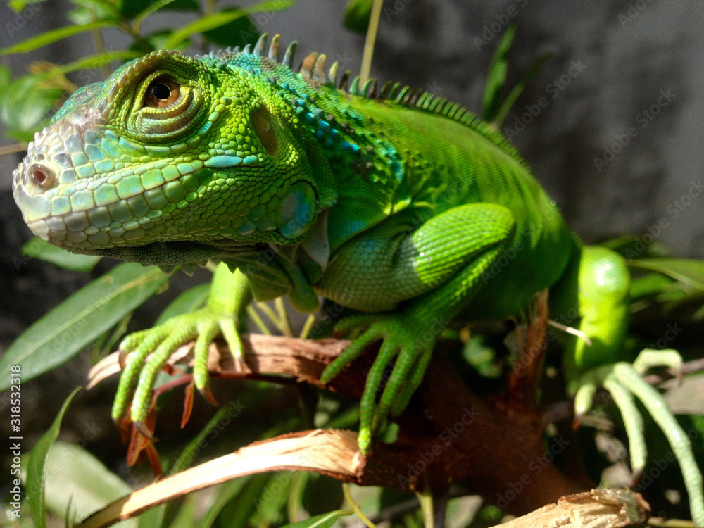 Fototapeta premium baby iguana. morning sunbathing the sun for physical freshness. exotic pets