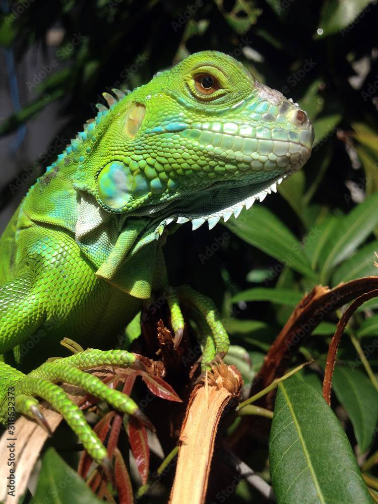 Fototapeta premium baby iguana. morning sunbathing the sun for physical freshness. exotic pets