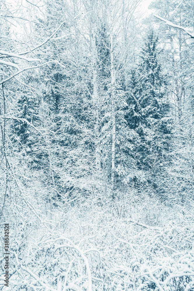 Snow covered mixed forest. Vertical layout Snow covered mixed forest. Vertical layout