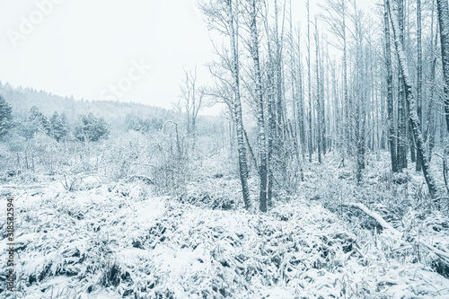 Opening in the snow covered forest. Horizontal layout. Winter time