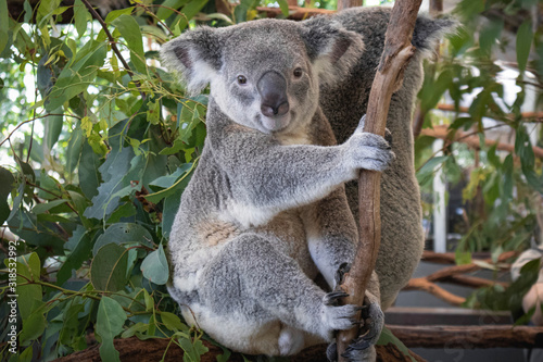 Fototapeta Naklejka Na Ścianę i Meble -  Koala in tree of eucalyptus. Brisbane, Australia