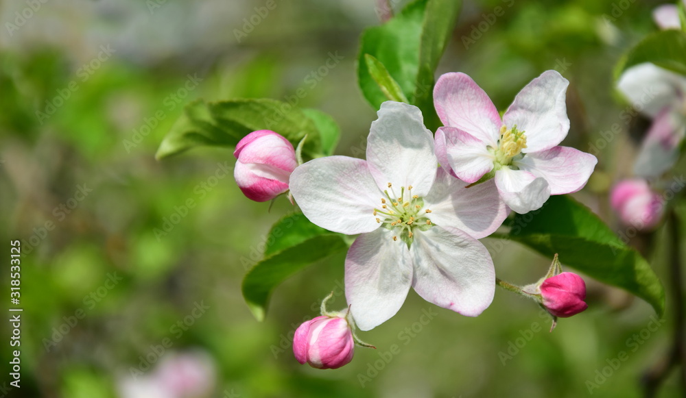 Apfelbaum Blütezeit - Apfelblüten im Sonnenschein Apfelbaum Blütezeit - Apfelblüten im Sonnenschein