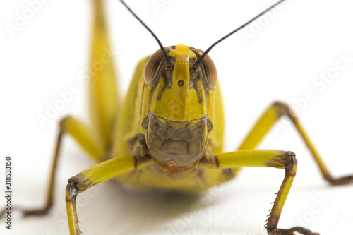 Javanese Grasshopper (Valanga nigricornis ) isolated on white background. photo