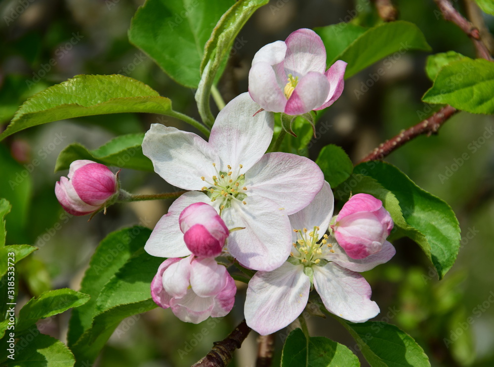 Obraz premium Apfelbaum - Blüten - Apfelblüten im Frühling in Südtirol