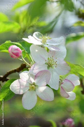 Apfelbaum - Blüten - Apfelblüten im Frühling in Südtirol © Zeitgugga6897