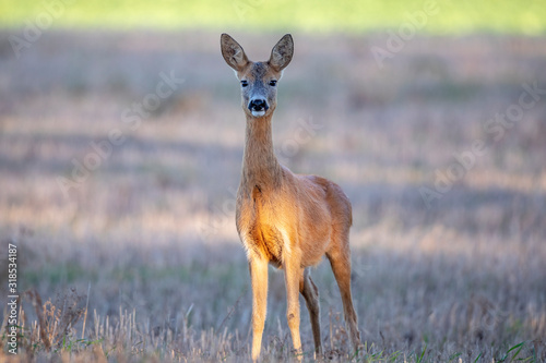Fototapeta Naklejka Na Ścianę i Meble -  roe deer feeds outdoors. Wild nature