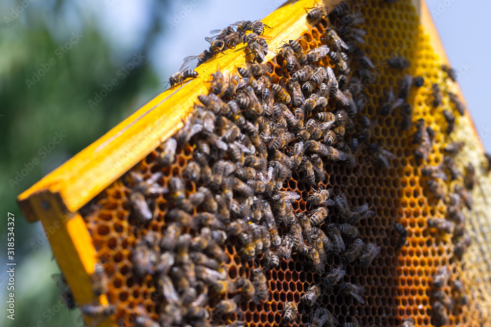 Honey bees removed from the hive for inspection by a beekeeper. The ...