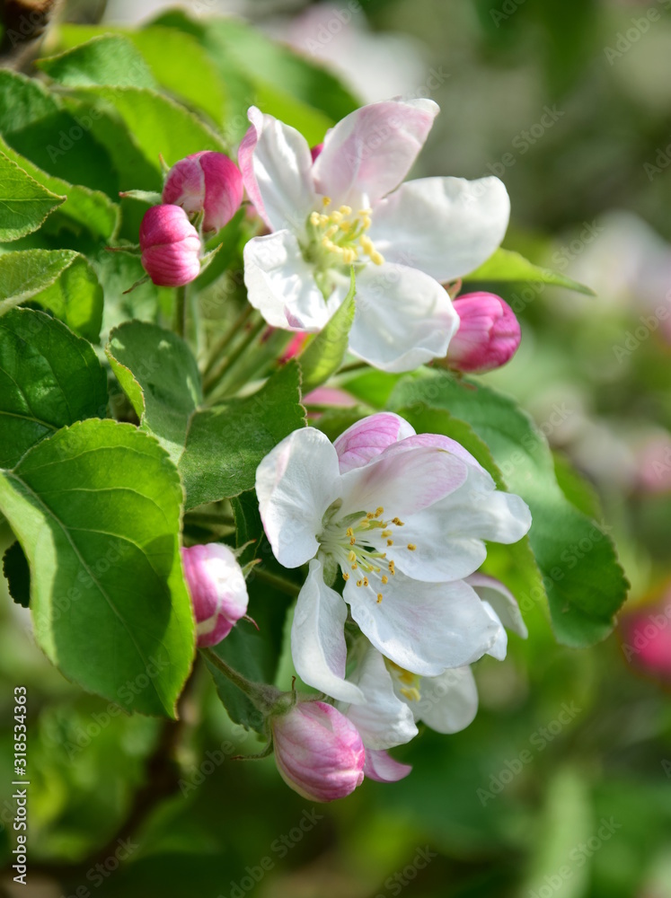 Apfelbaum Blütezeit - Apfelblüten im Sonnenschein Apfelbaum Blütezeit - Apfelblüten im Sonnenschein