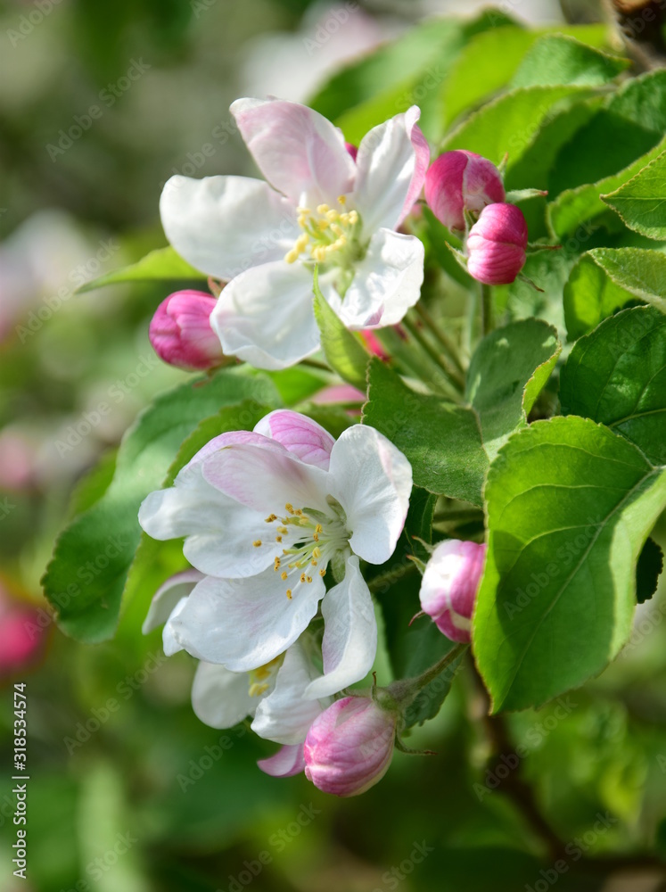 Fototapeta premium Apfelbaum Apfelblüten - Apfelbaumblüte in Südtirol