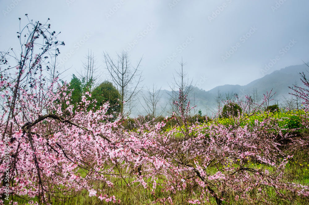 The rural scenery in the mist in spring The rural scenery in the mist in spring