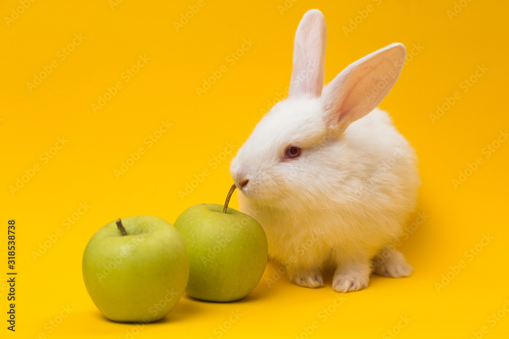 rabbit with the apple rabbit with the apple