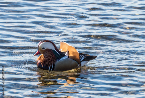 Mandarin Duck in Varese Lake