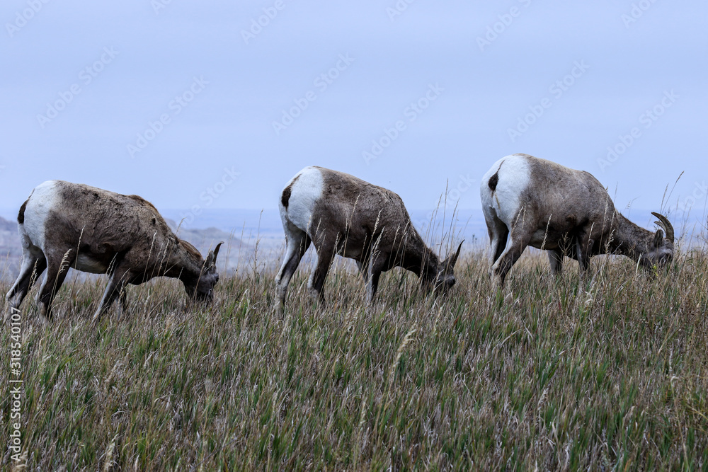 Obraz premium Wild Animals of the Stone Hills in the Badlands National Park