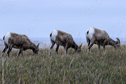 Fototapeta Naklejka Na Ścianę i Meble -  Wild Animals of the Stone Hills in the Badlands National Park