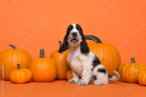 Cute Cocker Spaniel dog puppy speaking sitting between orange pumpkins on an orange background with mouth open
