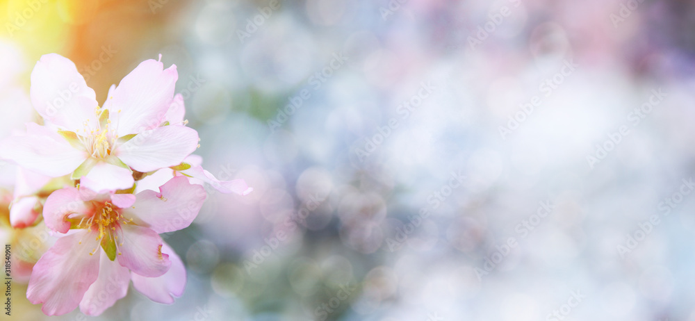 Spring blossom background