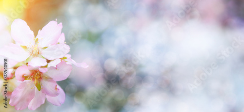 Spring blossom background © Morgan Studio