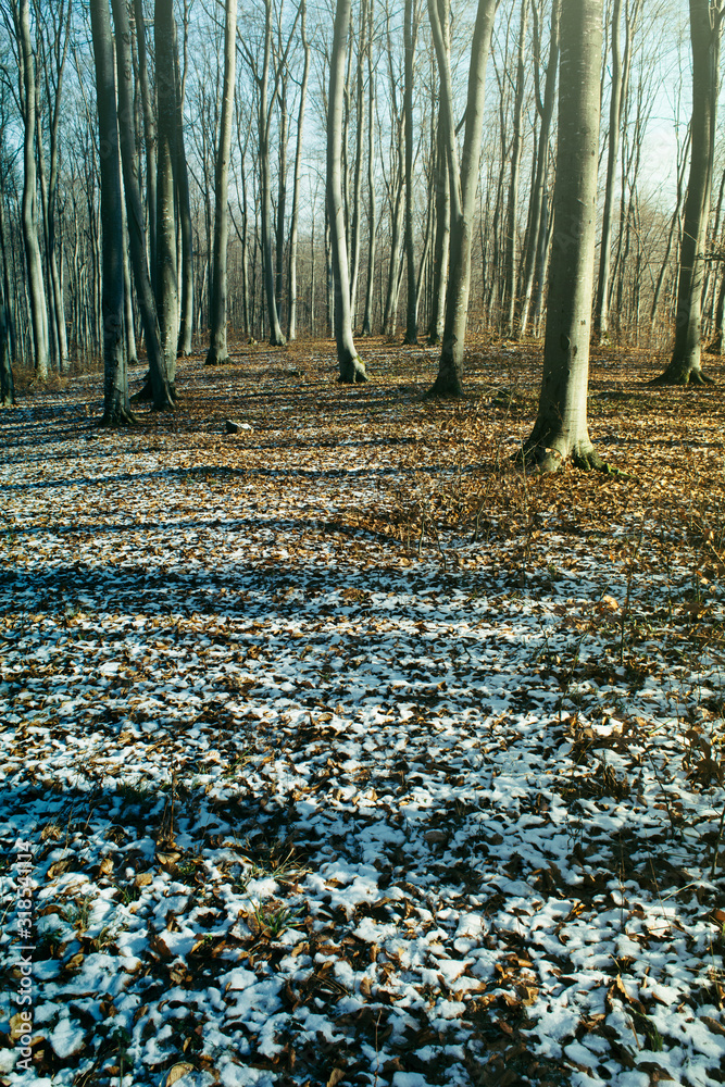 snow melting on forest ground under warm sunlight in early spring snow melting on forest ground under warm sunlight in early spring