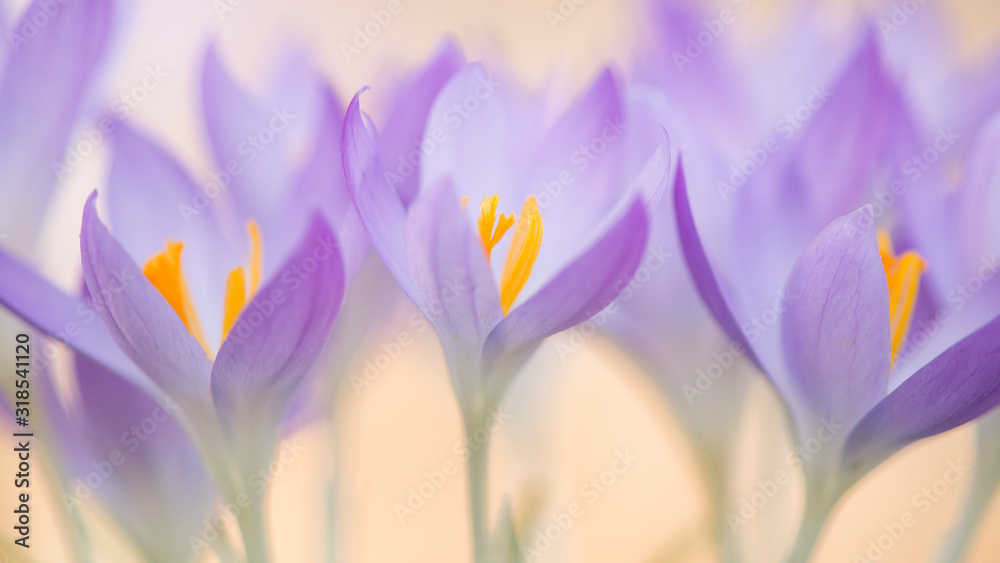 Group of blooming purple crocus flowers in a soft focus panoramic image