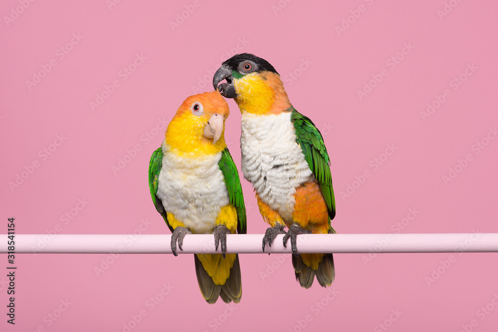 Two caique parrots caring for each other on a pink background - obrazy, fototapety, plakaty 