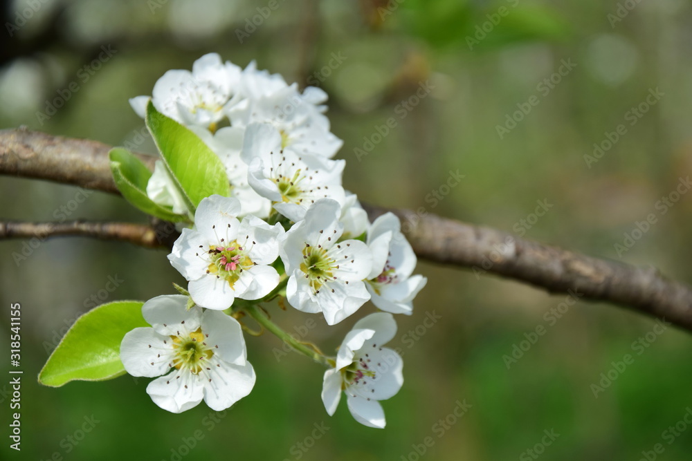 Birnenblüten - Birnenblüte der Birnenbäume im Frühling Birnenblüten - Birnenblüte der Birnenbäume im Frühling