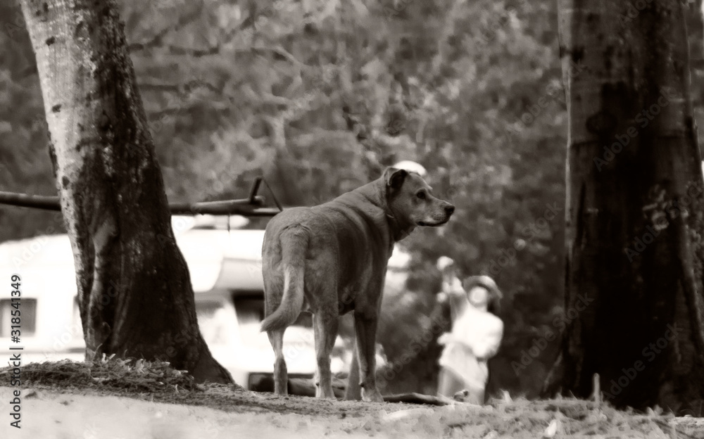 Fototapeta premium Solitary Alpha Male