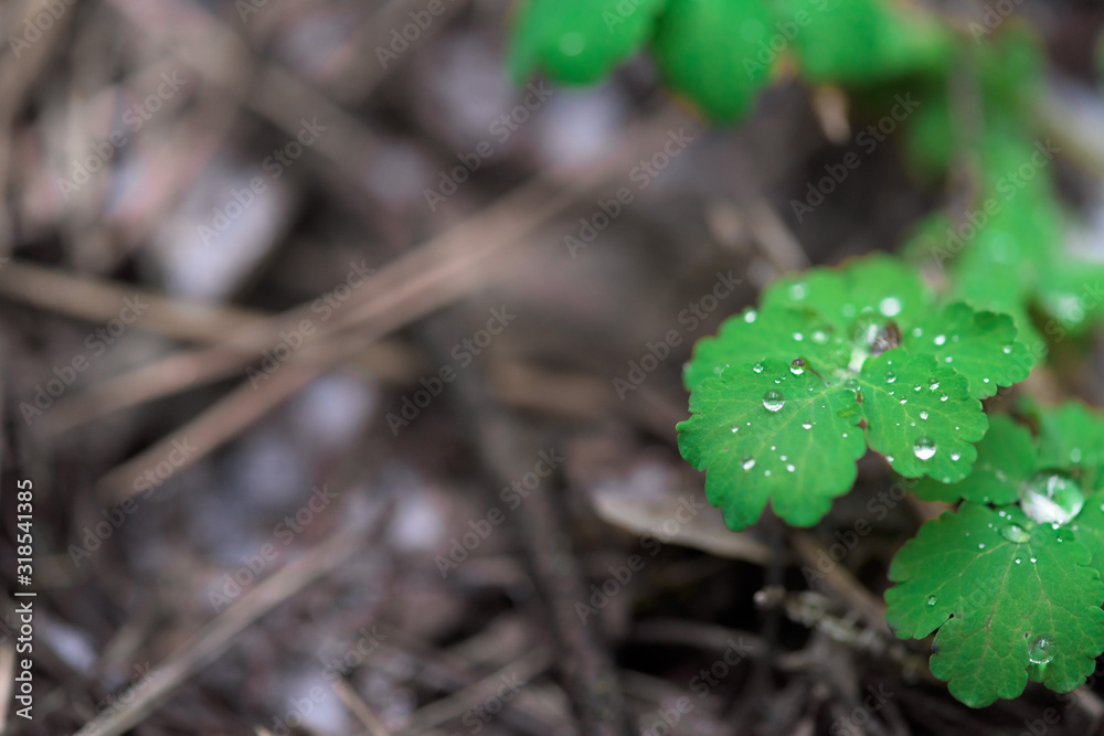 dew on the green leaves in the spring. background image . spring warmth dew on the green leaves in the spring. background image . spring warmth