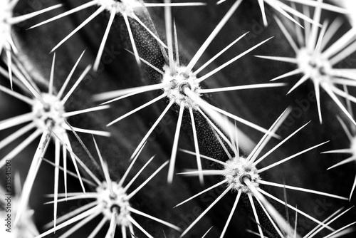Full frame close up of prickly thorn of a green cactus in diagonal lines in black and white