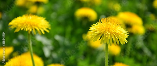 Bl  hender gelber L  wenzahn auf einer Wildblumenwiese - Hintergrund - Website