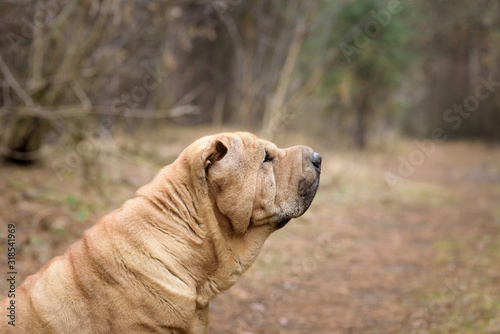 Shar Pei dog in the forest. side view, not looking at the camera. red cheerful characteristic dog