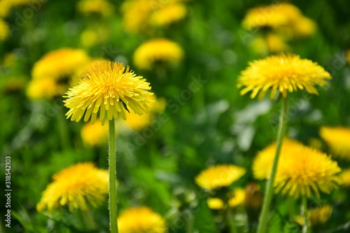 Blühender gelber Löwenzahn auf einer Wildblumenwiese - Hintergrund - Website