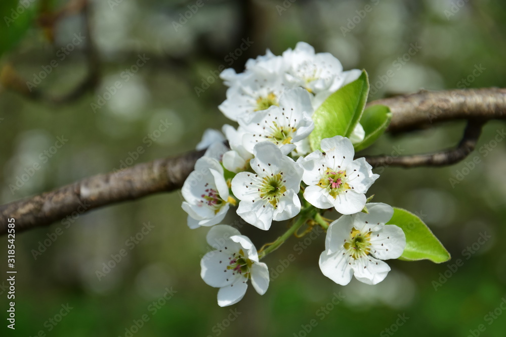 Birnenblüten - Birnenblüte der Birnenbäume im Frühling