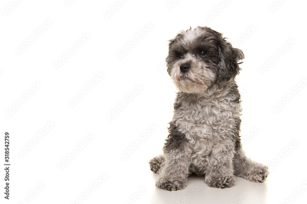 Cute gray senior poodle looking away isolated on a white background