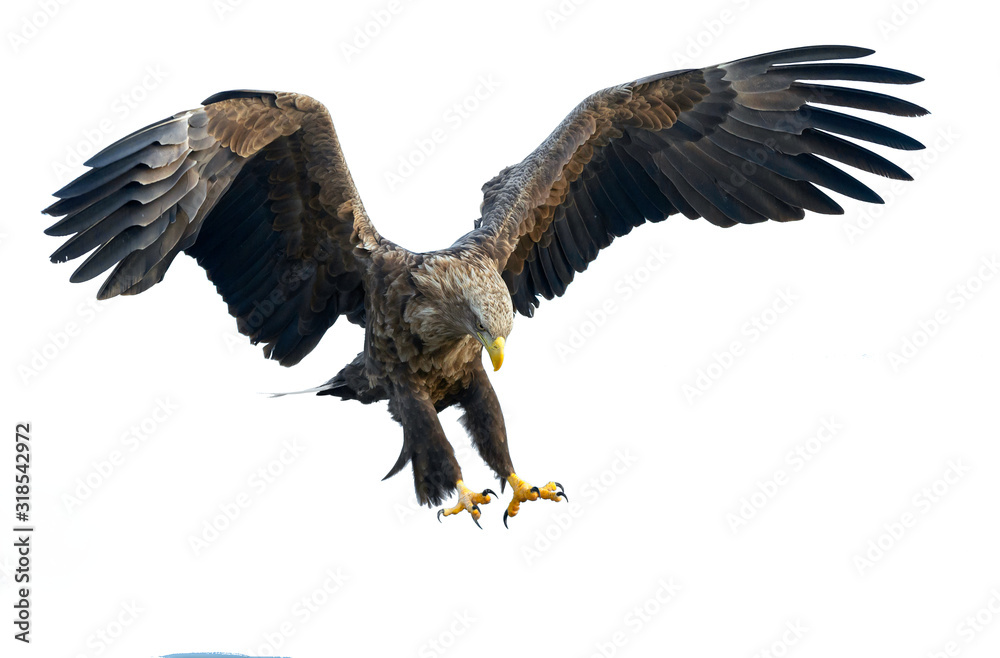 Obraz premium Adult White-tailed eagle in flight. Isolated on White background. Scientific name: Haliaeetus albicilla, also known as the ern, erne, gray eagle, Eurasian sea eagle and white-tailed sea-eagle.