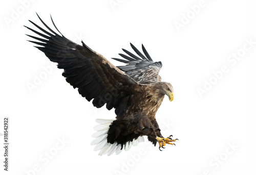 Adult White-tailed eagle in flight Fototapet