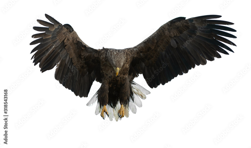 Obraz Adult White-tailed eagle in flight. Isolated on White background. Scientific name: Haliaeetus albicilla, also known as the ern, erne, gray eagle, Eurasian sea eagle and white-tailed sea-eagle.