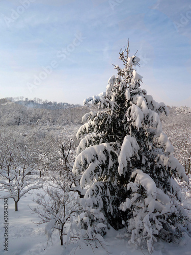 Frozen trees in winter