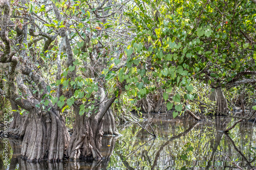 Landscape view of the mangroves in Everglades National Park in Florida