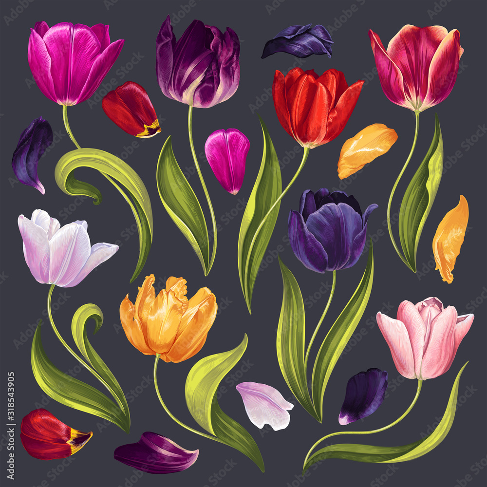 Fototapeta Zestaw elementów kwiatowych z różnokolorowych tulipanów kwiaty, liście i płatki. Ręcznie rysowane. Akwarela