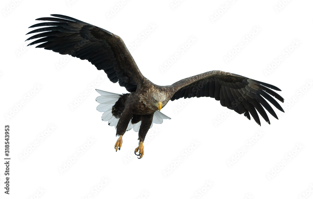 Adult White-tailed eagle in flight. Front view. Isolated on White background. Scientific name: Haliaeetus albicilla, also known as ern, erne, gray eagle, Eurasian sea eagle and white-tailed sea-eagle Adult White-tailed eagle in flight. Front view. Isolated on White background. Scientific name: Haliaeetus albicilla, also known as ern, erne, gray eagle, Eurasian sea eagle and white-tailed sea-eagle