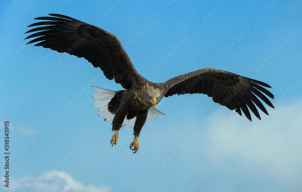 Naklejka premium Adult White-tailed eagle in flight. Sky background. Scientific name: Haliaeetus albicilla, also known as the ern, erne, gray eagle, Eurasian sea eagle and white-tailed sea-eagle.