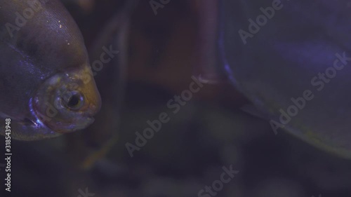 Black Pacu floats in an aquarium. Close up of a fish swimming. Tour of the fish tank. Pisces swim in the aquarium. A pond with a closeup of marine fish with blue backlight. Exotic ocean dwellers. photo