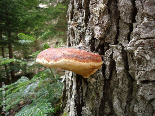 Mushroom in the forest, Durmitor