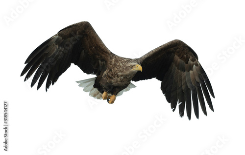 Adult White-tailed eagle in flight. Front view. Isolated on White background. Scientific name  Haliaeetus albicilla  also known as ern  erne  gray eagle  Eurasian sea eagle and white-tailed sea-eagle