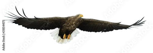 Adult White-tailed eagle in flight. Front view. Isolated on White background. Scientific name: Haliaeetus albicilla, also known as ern, erne, gray eagle, Eurasian sea eagle and white-tailed sea-eagle photo